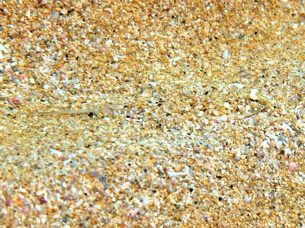 Callionymus pusillus
